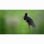 20200716 Schwarzstorch 1 DSC04078.jpg